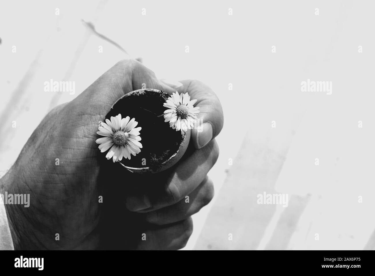 Mann, der einen Blumenstrauß in der Auberginen/konzeptuellen Vorstellung von Hoffnung und neuem Leben hält Stockfoto