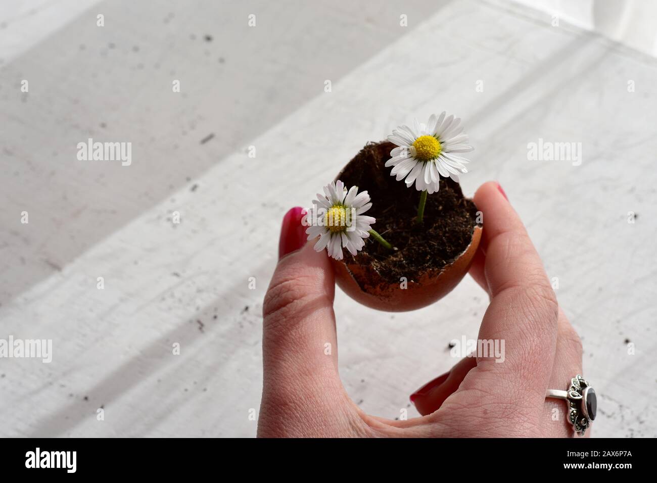 Speichern Download Vorschau Frau mit Blumenstrauß in der Auberginen/konzeptuellen Bild von Pflege, Hoffnung und neuem Leben Stockfoto