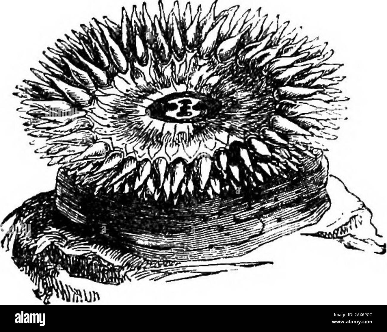 Frau wie und Frau Warum; oder, Erste Lektionen in der Erde für Kinder . s von Felsen und ganzen Inseln, die alle rootedfirst zum Felsen wachsen, wie Meer-Unkraut; Und was mehr ist, das theygrow, die meisten von ihnen, von einer gemeinsamen Wurzel, immer wieder branchinggain und von jedem Branchlet, das Hundertschaften von Lebewesen trägt, so dass die ganze Kreatur bei einer Kreatur und vielen Kreaturen ist. Sind Sie mir nicht unterstellen? Nein, Dann Lust auf sich selbst einen Busch wie diesen Weißdornstrauch, mit nuberlosen Blumen und jeder Blüte, die ein Gebüsch ist, eine separate lebende Sache, mit eigenem Mund, eigenen Armen und Magen, anschwellen und wachsen Stockfoto