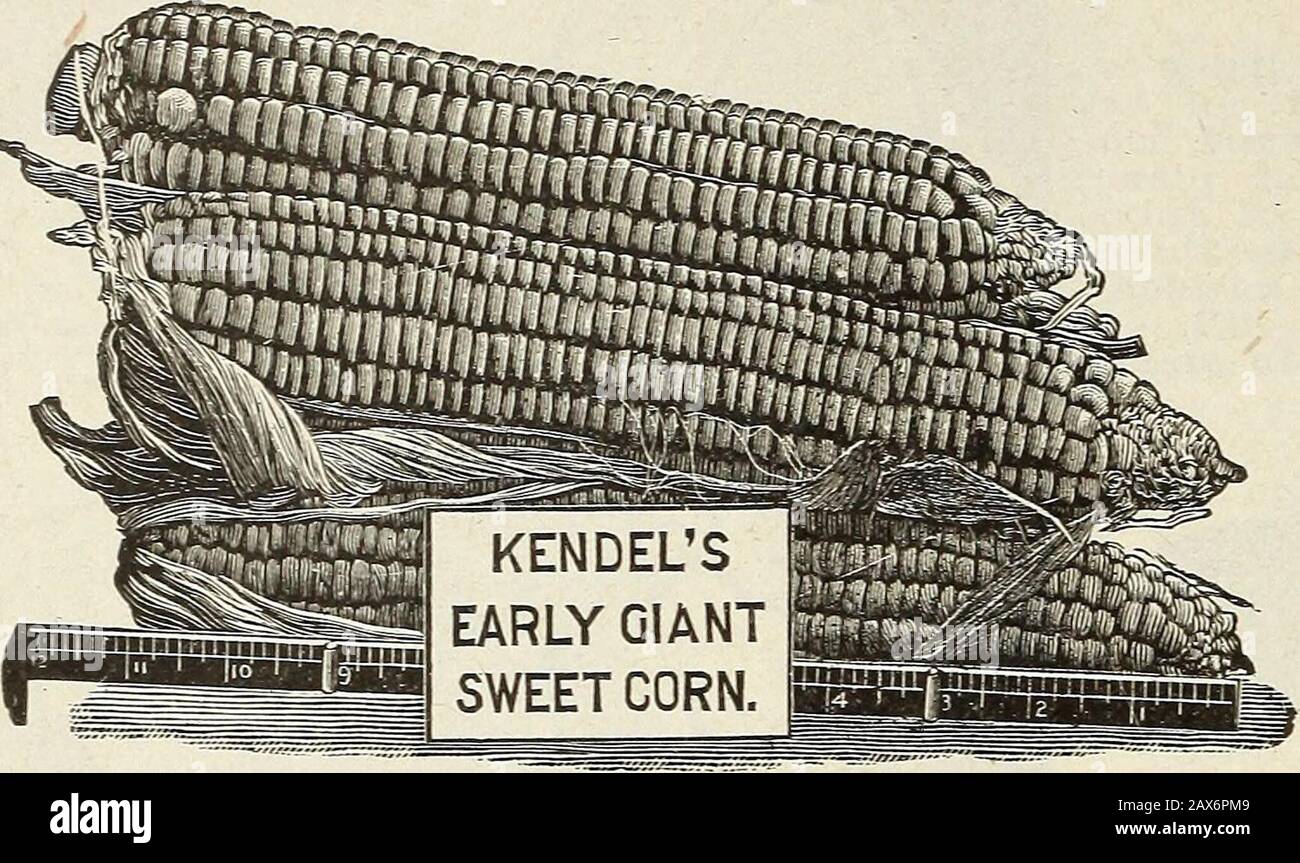 Coles Garten jährlich . s sehr produktiv, sind die Ohren von großer Größe, körnig, außergewöhnlich zart und zuckerhaltig, und bleiben lange Zeit in einer essbaren Bedingung. Diese Vielfalt ist für jeden Garten notwendig. Unser Bestand Ist sehr gut und besonders zu empfehlen. Pro Pkt. 5 kt, V2 pt. 15 St., 2 für 25 St., Postpaid, Express, Orfracht, V2 St. 1,00 USD, PK. 2,00 USD, bu. 7,00 USD. Süßfutter Mais SÜSS FODDEB COBN. Für Grünfutter oder für die Aushärtung von Win-ter gibt es Nothingbesseres als für Süßmais. Das Rind ist sehr schishit, und wenn es gefüttert wird, halten Sie sich in einem guten Zustand und geben Sie eine Menge Milch. Es ist schon so Stockfoto