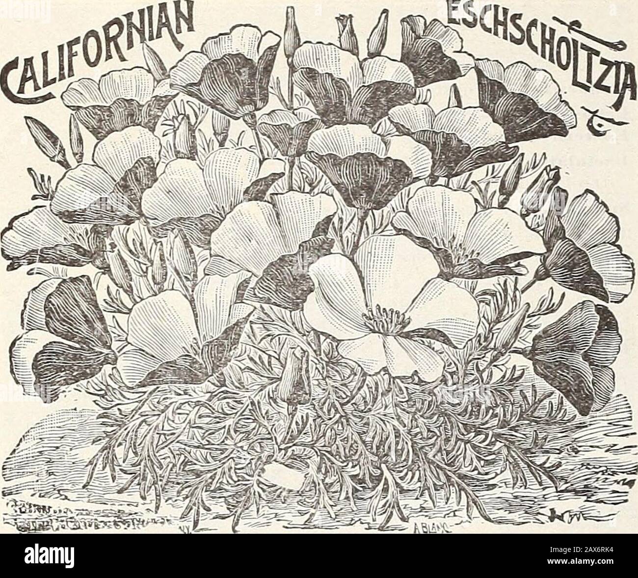 Currie's Farm und Garten jährlich: Frühjahr 1915 . ZWERG KIUTKT DUIULIS PIXK. 72 CURRLE BROTHERS COMPANY, MILWAUKEE, WIS. 10 10 10 -k&ML-ESCHSCHOI/TZIA-California Poppy. Exzedingly schöne Freiblütige Pflanzen. Säen Sie Während Des Transplantierens Von Saatgut während Des Transplantationen Im Laufe und im Juni, wo es geblüht werden soll, da sie nicht sSand transplantieren. Pkt. Carmine King-Carmin stieg innen und außen Zierlich Queen-Blass rosa schattige Creme, tiefer zu den Rändern hin Bush Escholtzia (Hunnemannia)-Wächst etwa 2 feethigh, mit großen leuchtend gelben tulpenförmigen Blumen, deren Kronblätter wie zerdrückte Satin 5. Gekrinkt sind Stockfoto