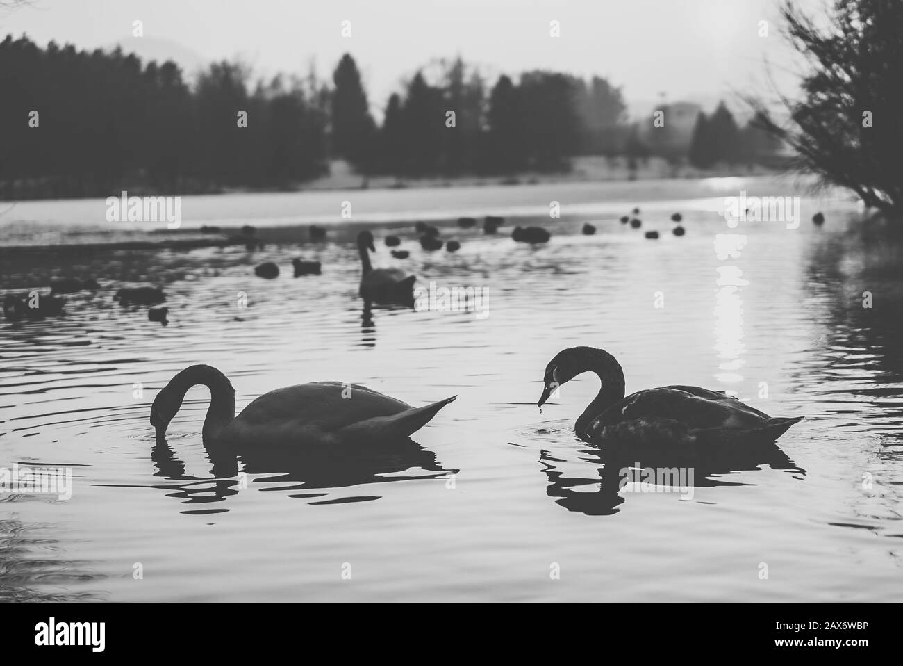 Schwarz-Weiß-Foto von Schwanen, die auf einem See schwimmen Mit verschwommenen Bäumen im Hintergrund Stockfoto