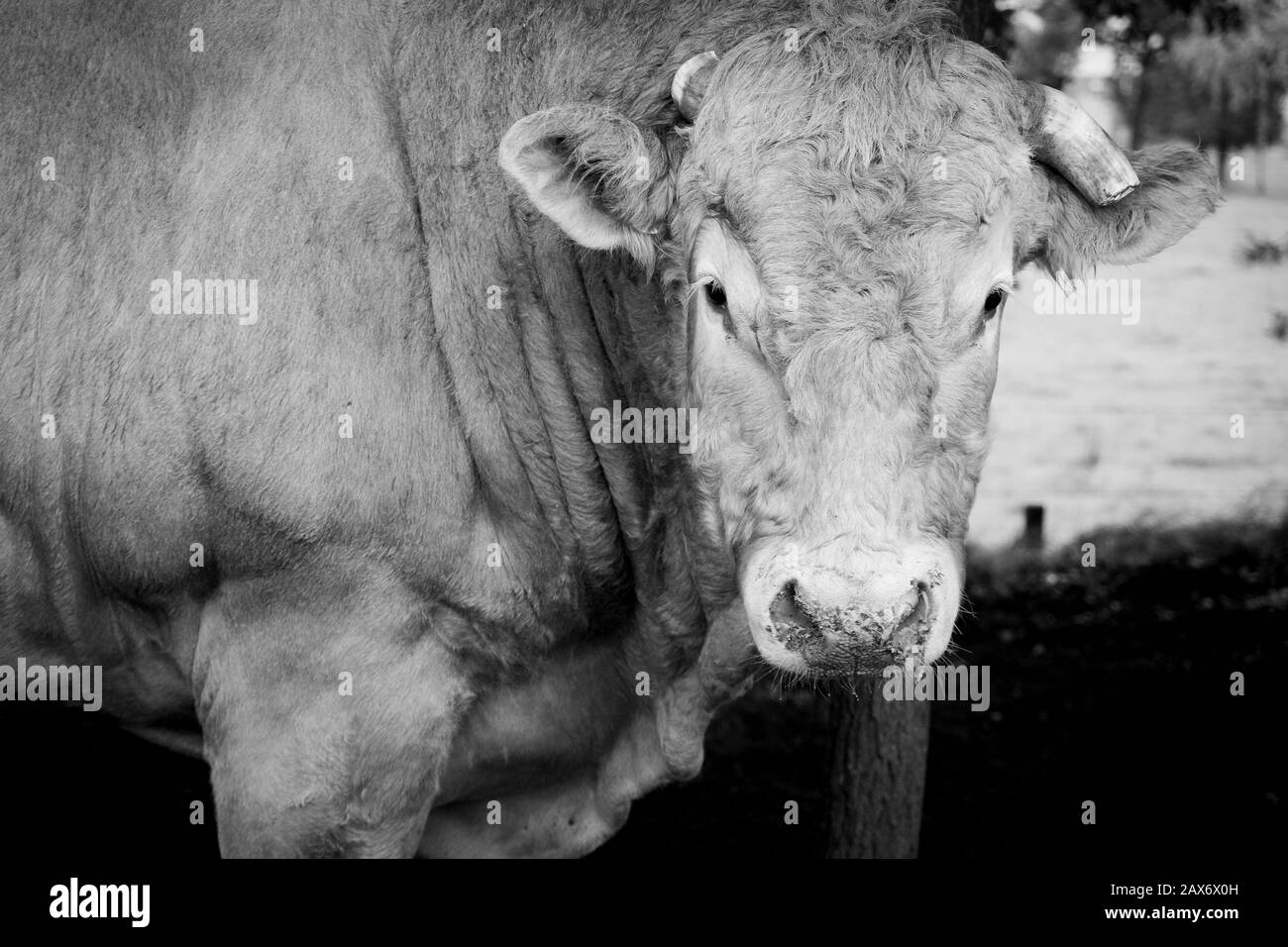 Riesige Stammbaum limosine Stier Kuh grasen in der Sonne auf einer Sommerwiese zwischen den Bäumen in Schwarzweiß Stockfoto