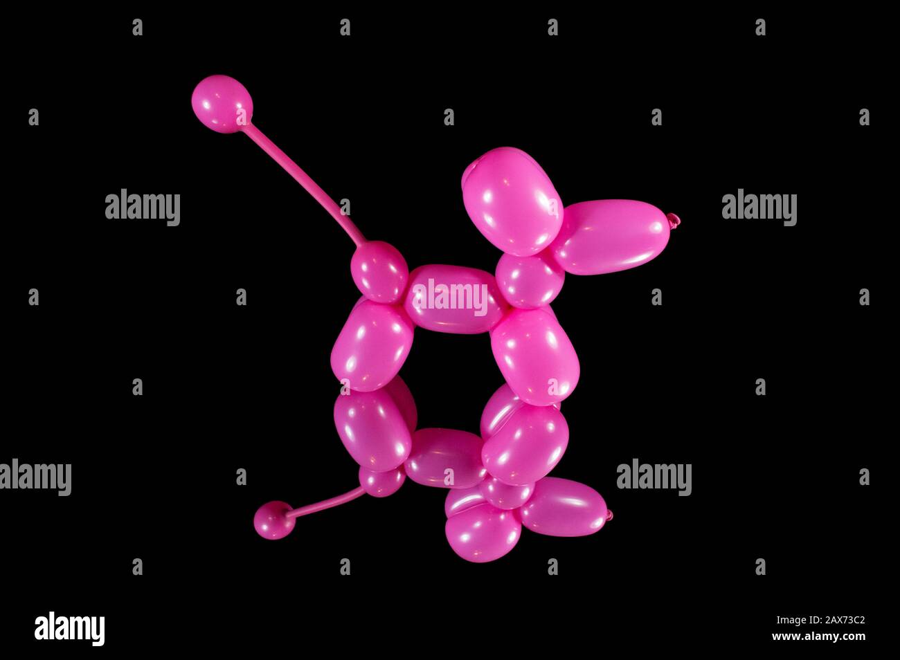 Süßer, pinkfarbener Ballontier-Pudelhund, der mit einem Ballon verdreht wurde, der von einem Entertainer auf einer Kindergeburtstagsfeier veranstaltet wurde. Stockfoto