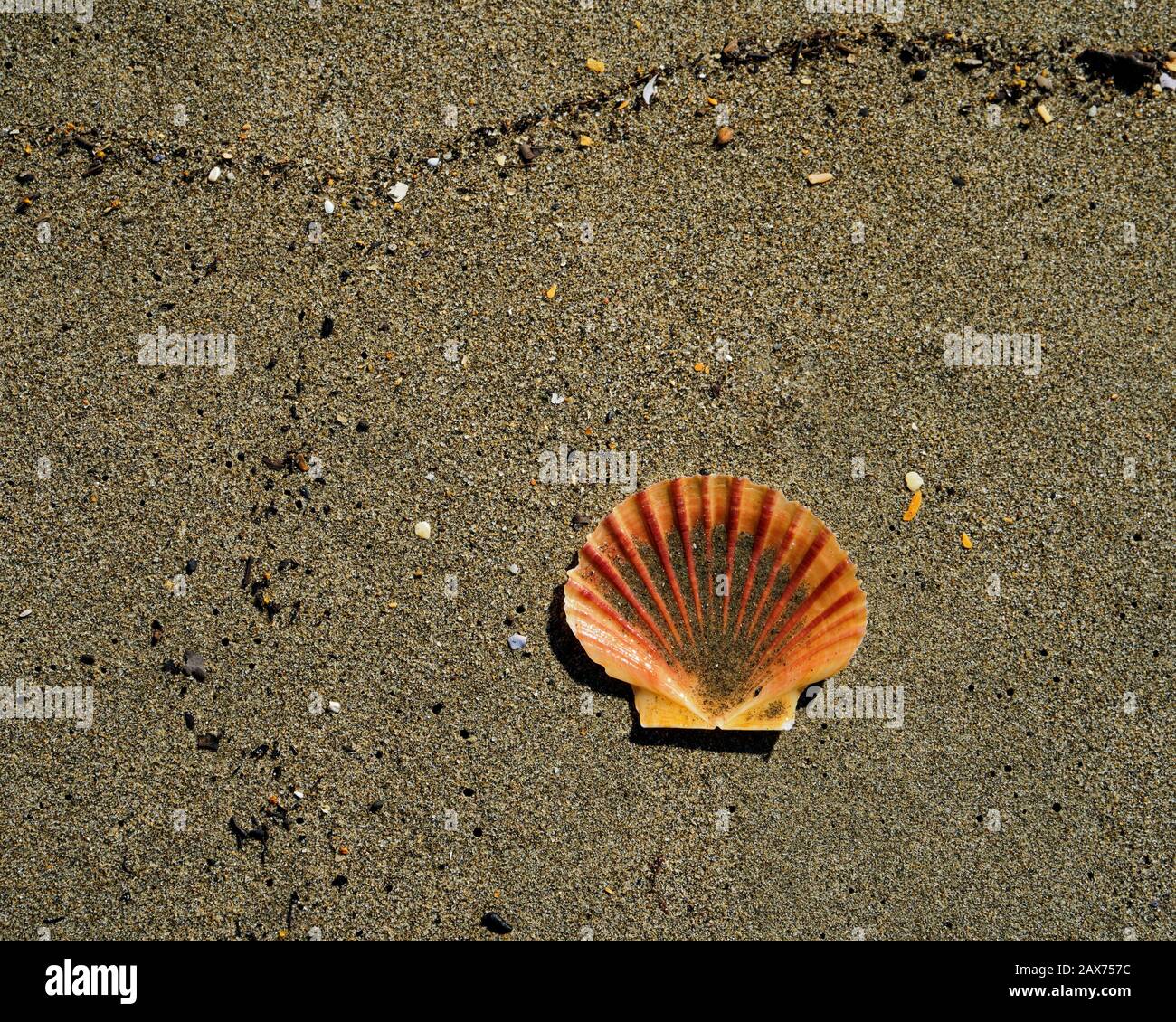 Eine Hälfte einer bihullen Schalkenhülle, die an einem Strand, Motueka, Neuseeland, aufgespült wurde. Stockfoto