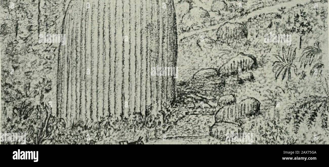 Schottische geographische Zeitschrift . 7.-Erratik und Monolith, 214 Fuß hoch, in der Nähe von Entieiios ouSantarosa Tafelland. ^&^;#. -Erratic, ileniedios Distrikt. DIE GLAZIALEN PHÄNOMENE VON COLOJLBIA (SÜDAMERIKA). 477 ausgeruht. Daher können die beiden Serien zwei Perioden der Repose markieren. Themesas von La Mesa und von Ibague (Sketch Nr. 2) liegen einander, sechzig Meilen voneinander entfernt, auf den gegenüberliegenden Seiten des Magdalena Tals, und sie haben genau die gleiche Höhe über dem Meeresspiegel. 6. Tiefland Sekundäre Glaziale Ablagerungen. Tliese stellt große Probleme dar, die ich nicht lösen kann. Imust beschränkt sich auf eine Erklärung von Stockfoto