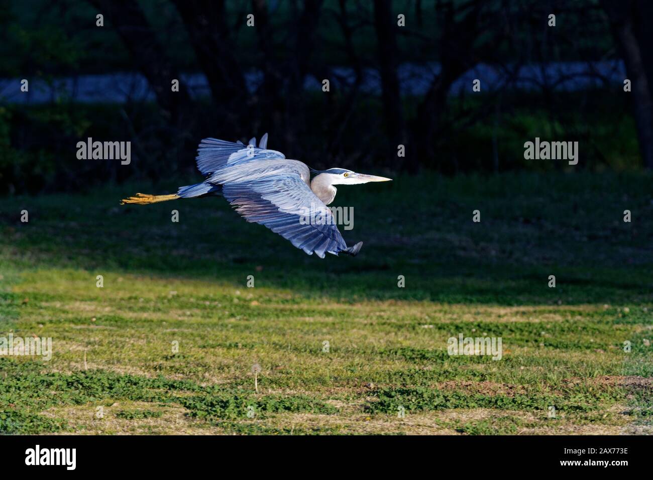 Great Blue Heron (Ardea herodias) im Balboa Park CA USA fliegen Stockfoto