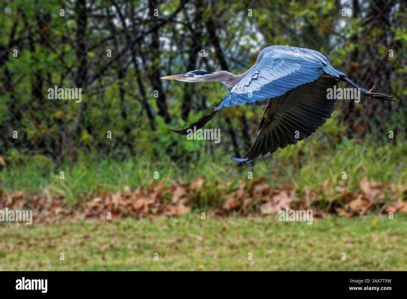 Great Blue Heron (Ardea herodias) im Balboa Park CA USA fliegen Stockfoto