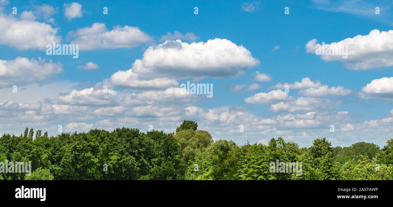 Blauer Himmel mit weißen Wolken über grünen Laubbäumen in Belgien. Stockfoto
