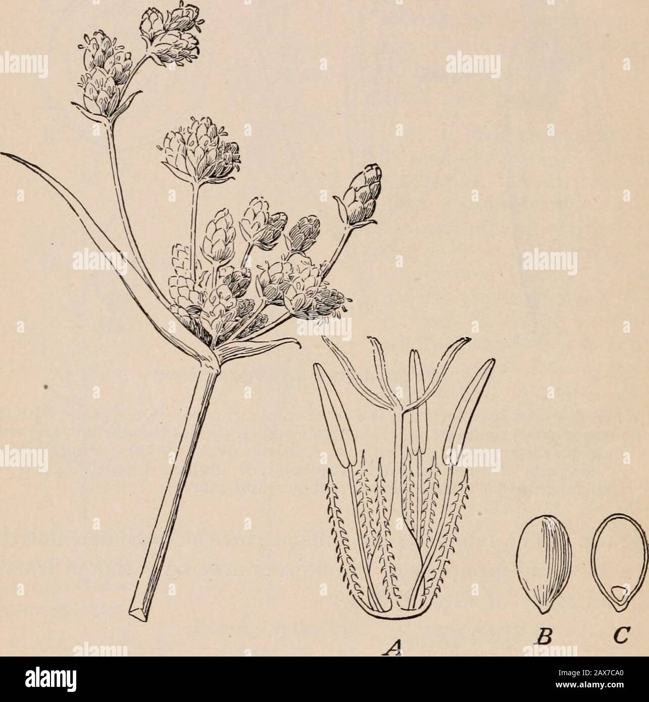 Bergen's Botanik, Schlüssel und floraNorthern und Central States ed. Ikelet mit den äußeren Dämpfen entfernt: C, c, die inneren leeren Gläser (Neuterblüten) mit langen, borstenförmigen Anhängen; d, e, Palen; anth., Antheren; stlg., Stigmen.C, Diagramm des Querschnitts eines Spikeletts: A, ume; glete, Pald. D, eine Frucht (Alle vergrößert) (Nach Cosson und De Saint-Pierre) ein Getreide. (Die Familie ist für den Anfänger zu schwierig, aber die Struktur und Gruppierung der Blumen kann aus einer akarefischen Studie der Figs gewonnen werden. 2, 3, 4.) 5. CYPERACE^. Segge Family Grass-ähnliche oder hekelähnliche Kräuter, mit festen, normalerweise dreieckigen, s Stockfoto