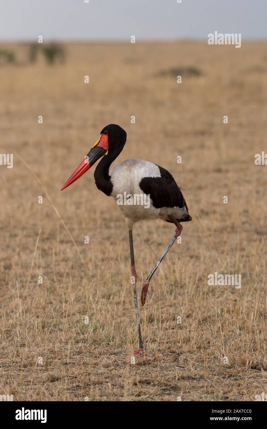 Sattel Billed Stork in einem trockenen Grasland bei Masai Mara in Kenia, Afrika Stockfoto