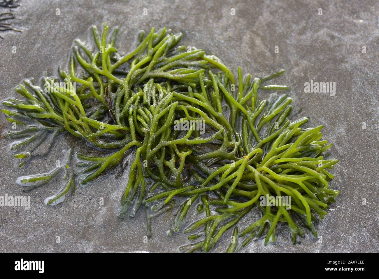 Hellgrüner Busch wie Algen auf nassem dunklem Strandsand. Stockfoto