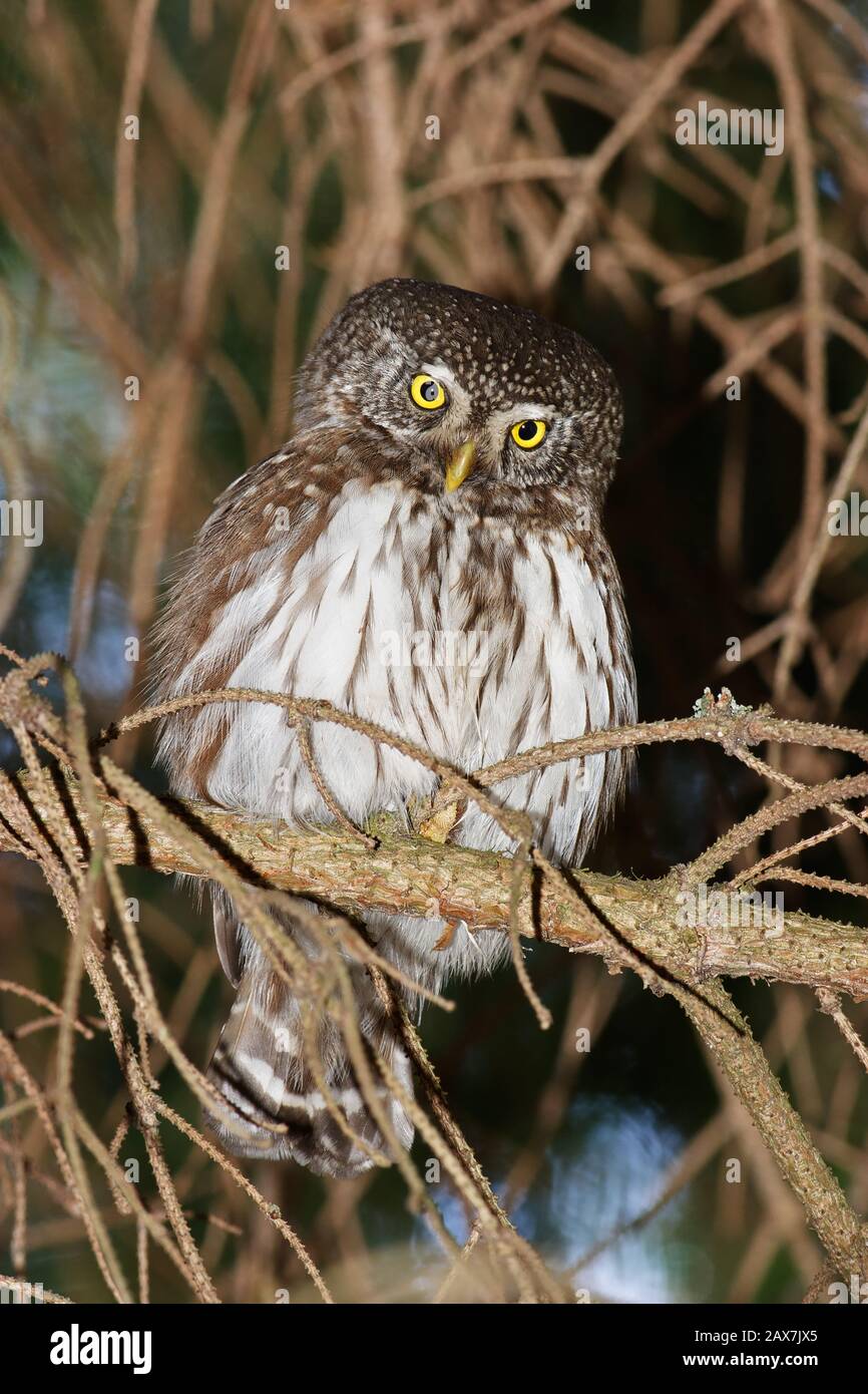 Die eurasische Pygmäeneule (Glaucidium passerinum) ist die kleinste Eule Europas, die in den borealen Wäldern Nord- und Mitteleuropas und Sibiriens vorkommt. Stockfoto