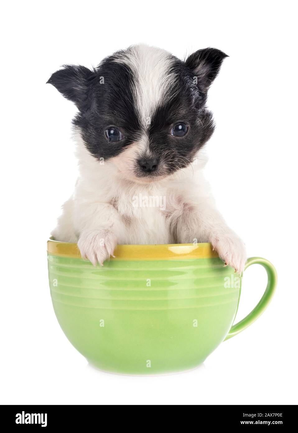 Little Chihuahua vor weißem Hintergrund Stockfoto