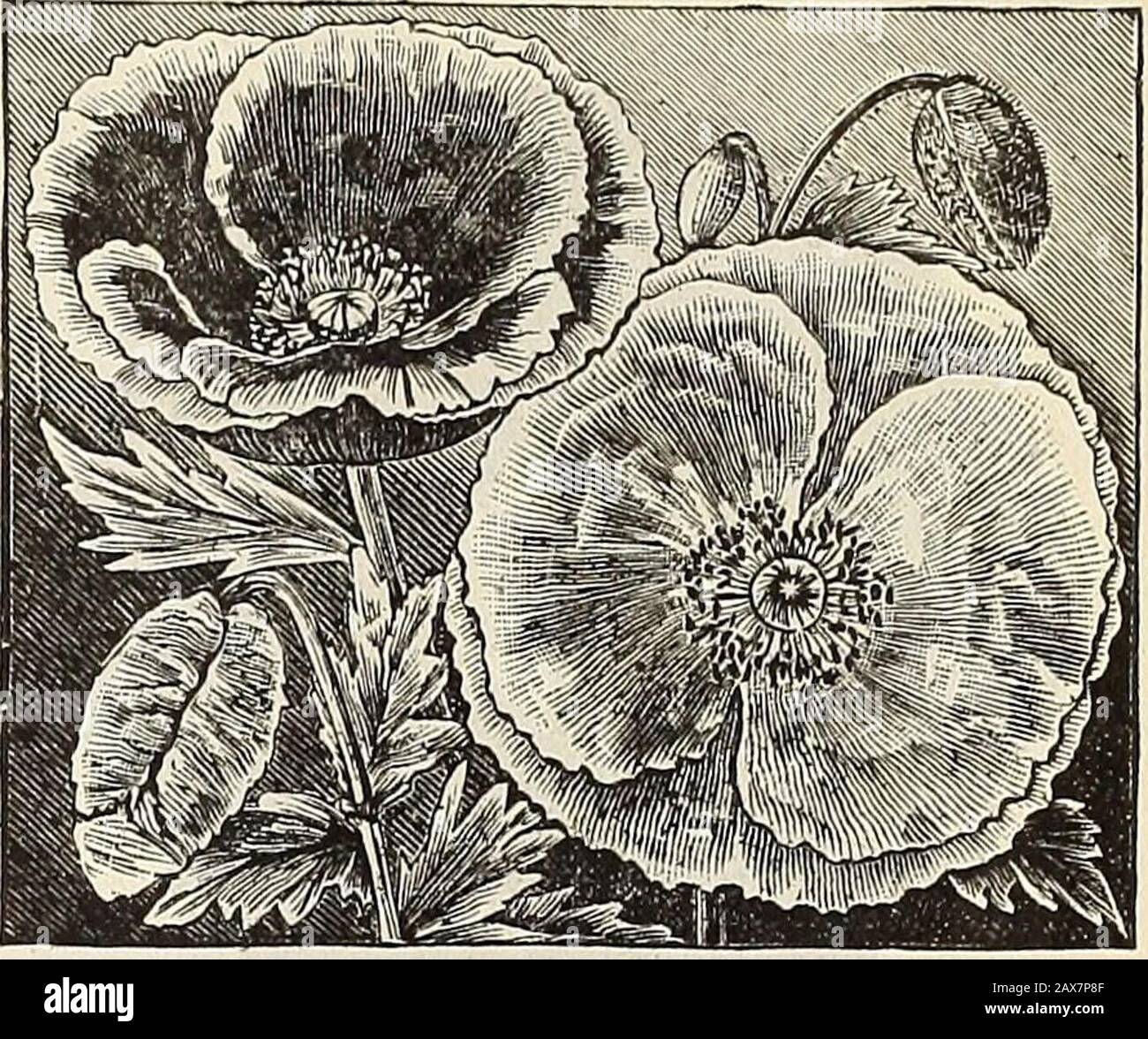 WmElliott & Sons Seedsmen: 1899. MOHN SNOWDEIFT. Einzelblüte: Jährliche Poppies. Shirley. Eine Sorte wunderbarer Schönheit mit Einzel- und Doppelblumen, die in Farbe von reinem Weiß über die feinsten Farben Pink, Rose und Karmineto bis zum tiefsten Krimson reichen, während viele zart Edgeund gestreift sind; unter thisclass gibt es eine so große Vielfalt, dass kaum zwei gleich gefunden werden. Wenn Blähungen geschnitten werden, wenn sie jung sind, stehen sie mehrere Tage ohne zu droopfen 10. SHIELET MOHN. Danebrog. Brillanter Scharlach, jedes der vier mit einem elfenbeinfarbenen weißen Fleck versehenen Kronblätter 5 Umbrosum. Stockfoto