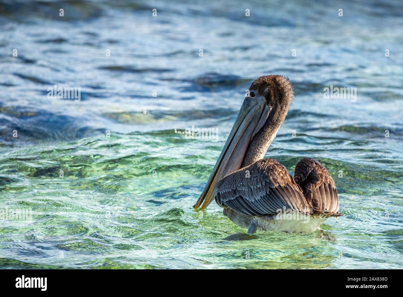 Der braune Pelikan treibt auf der Meeresoberfläche, in der Nähe der Insel Carriacou, der Insel Grenada, dem karibischen Meer Stockfoto