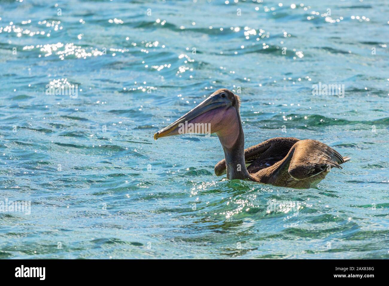 Lustige braune Pelikane, die auf der Meeresoberfläche, in der Nähe der Insel Carriacou, der Insel Grenada, dem karibischen Meer, driften Stockfoto