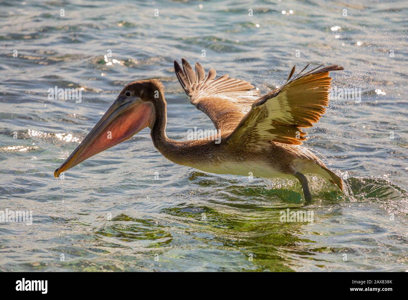 Pelikane fliegen von der Wasseroberfläche, in der Nähe der Insel Carriacou, Grenada, karibisches Meer Stockfoto