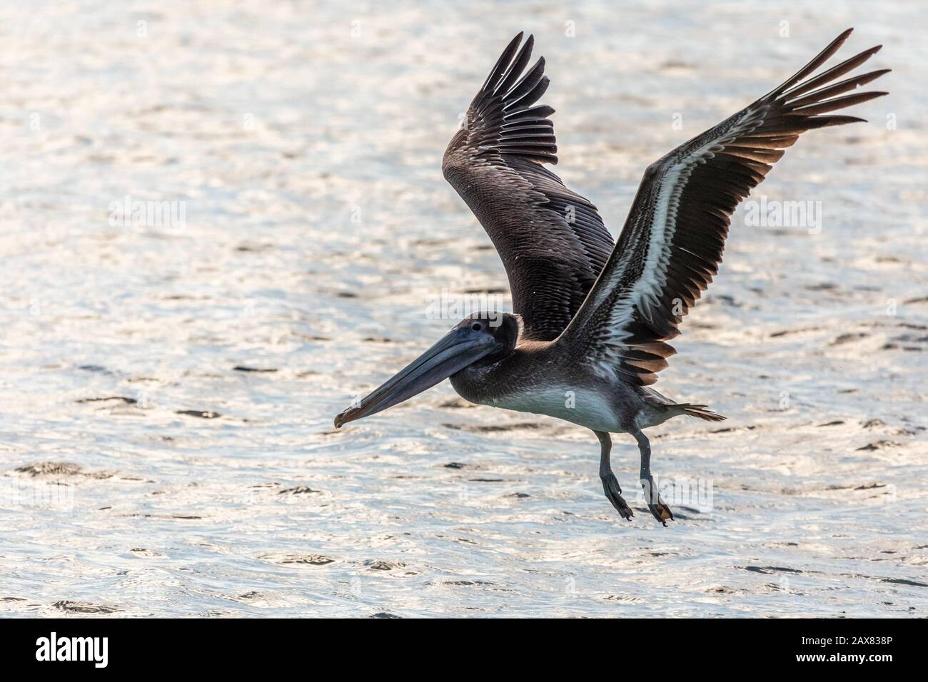 Pelikane fliegen von der Wasseroberfläche, in der Nähe der Insel Carriacou, Grenada, karibisches Meer Stockfoto