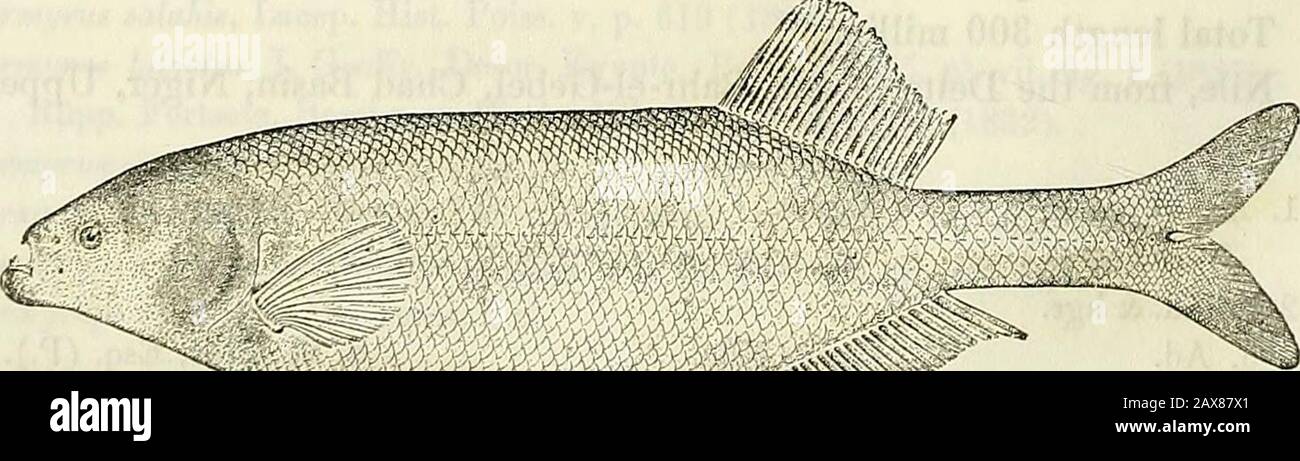 Katalog der Süßwasserfische Afrikas im British Museum (Naturgeschichte) . L. Loat, Esq. (C). 41-48. Hgr. Fashoda, " )&gt; 49. Ad. Tewfikyeh, " " 50. Ad. Lake N.E. von Gondokoro. 55 51. Ad. Jebba, Tipper Niger. Kap. G. F. Abadie(P.). 52. Yg. Agberi, Lower Niger. Dr. W. J. Ansorge (C). 53-54. Ad. & hgr. Niger. Herr J. T. Dalton (C). 55-57. Ad. Stauley Falls. Eev. W. H. BENTLEY (C.) 18. GNATHONEMUS MACROLEPIDOTUS.Mormyrus macrolepidotus, Peters, Mon. Berl. Ac. 185.275; Giinth. Kat. Fisch. VI. S. 219 (1866); Peters, Eeise Mossamb. IV. S. 79, pi. XV. Abb. Makro "1" (221).Mormyrops Stockfoto