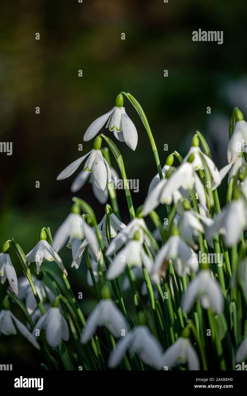 Ein Haufen Schneefälle auf einem Feld Stockfoto