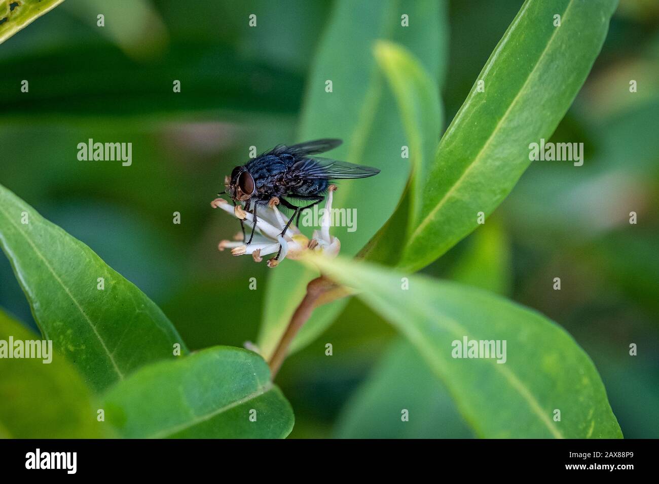 Ein Nahfoto einer Fliege auf einem Blatt Stockfoto