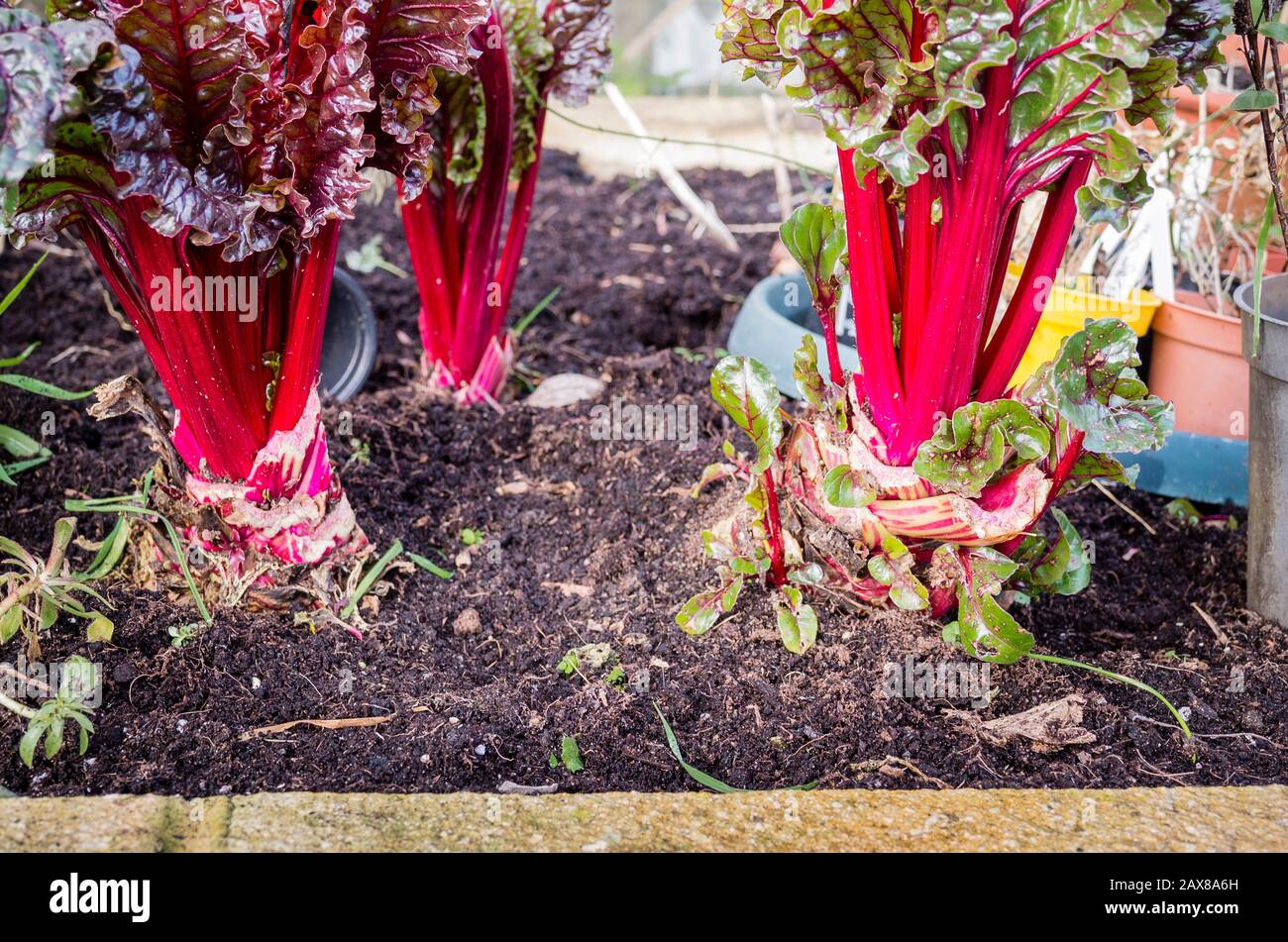 Die leuchtend roten essbaren Stiele und Blätter von Swiss oder Ruby Chard Galaxy F1 wachsen in einem erhöhten Pflanzgefäß in der Nähe des Hauses und die Bereitstellung gesundheitsförderender Nahrung in der Mitte des Winters Stockfoto