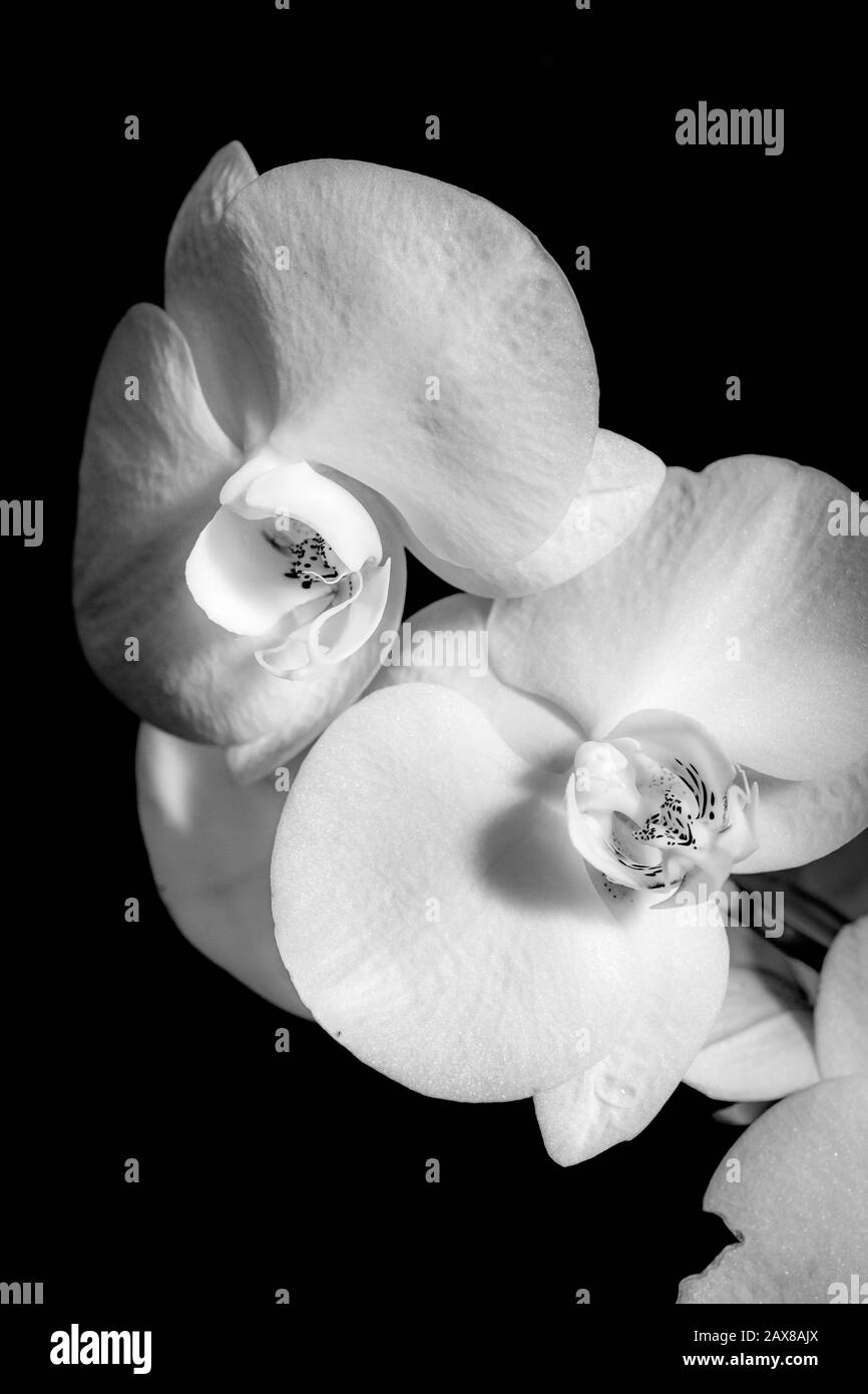 Ein Schwarz-Weiß-Foto von Orchideen auf dem Kew Gardens Orchids Festival, Großbritannien Stockfoto