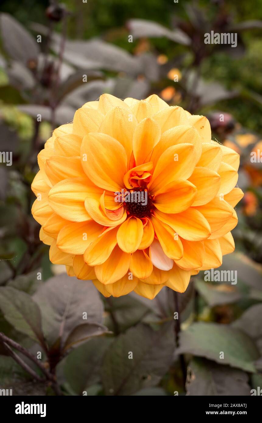 Dahlia David Howard ist eine schöne und beliebte kleine dekorative Blume mit dunklem Laub, die hier mit frühmorgendlichen Taupunktröpfchen im Oktober in einem englischen Garten gezeigt wird Stockfoto