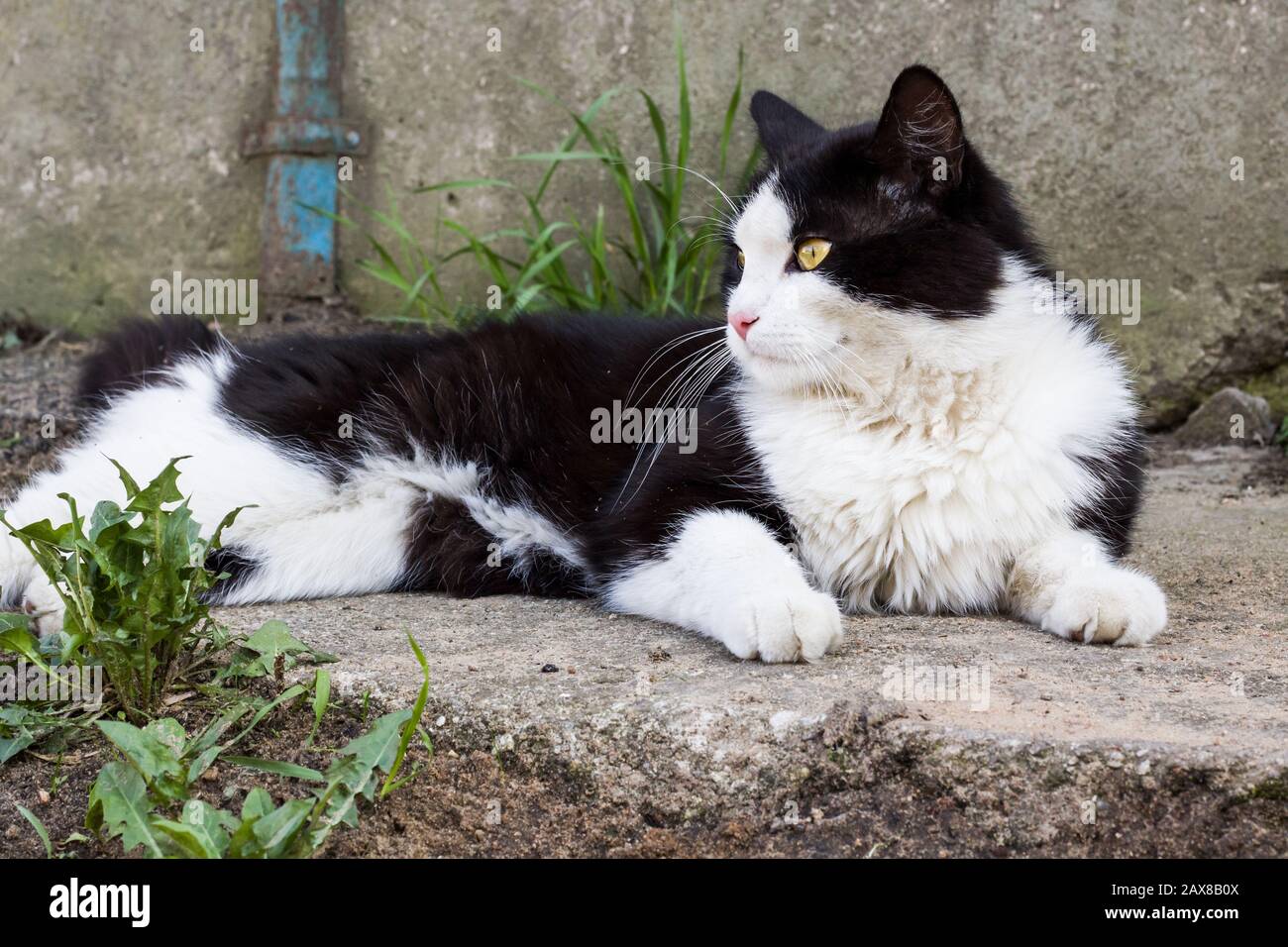 Auf einem Felsen liegt eine schwarze Katze mit weißen Flecken Stockfoto