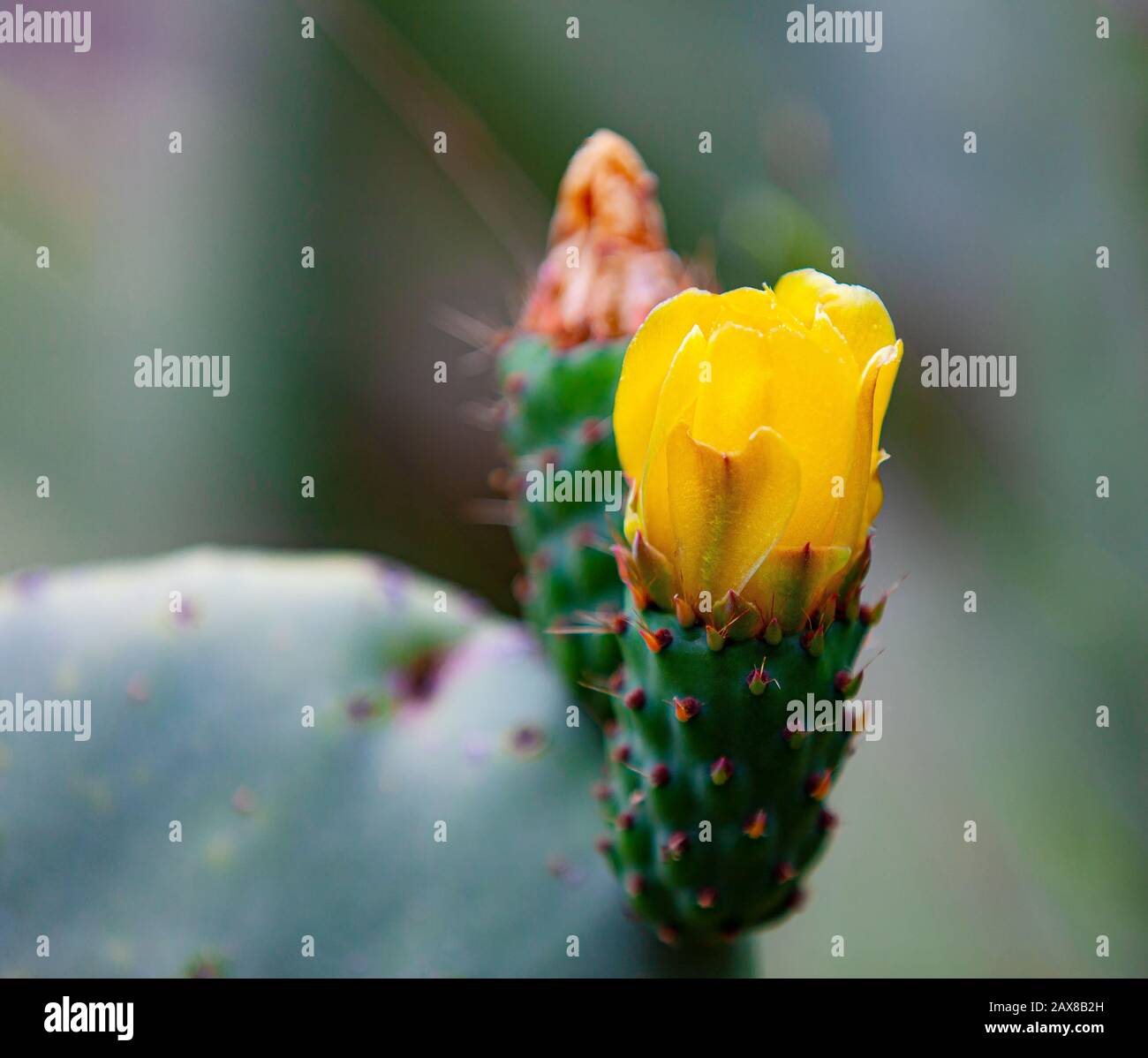 Die Springzeit blüht auf einem stacheligen Birnkaktus Stockfoto