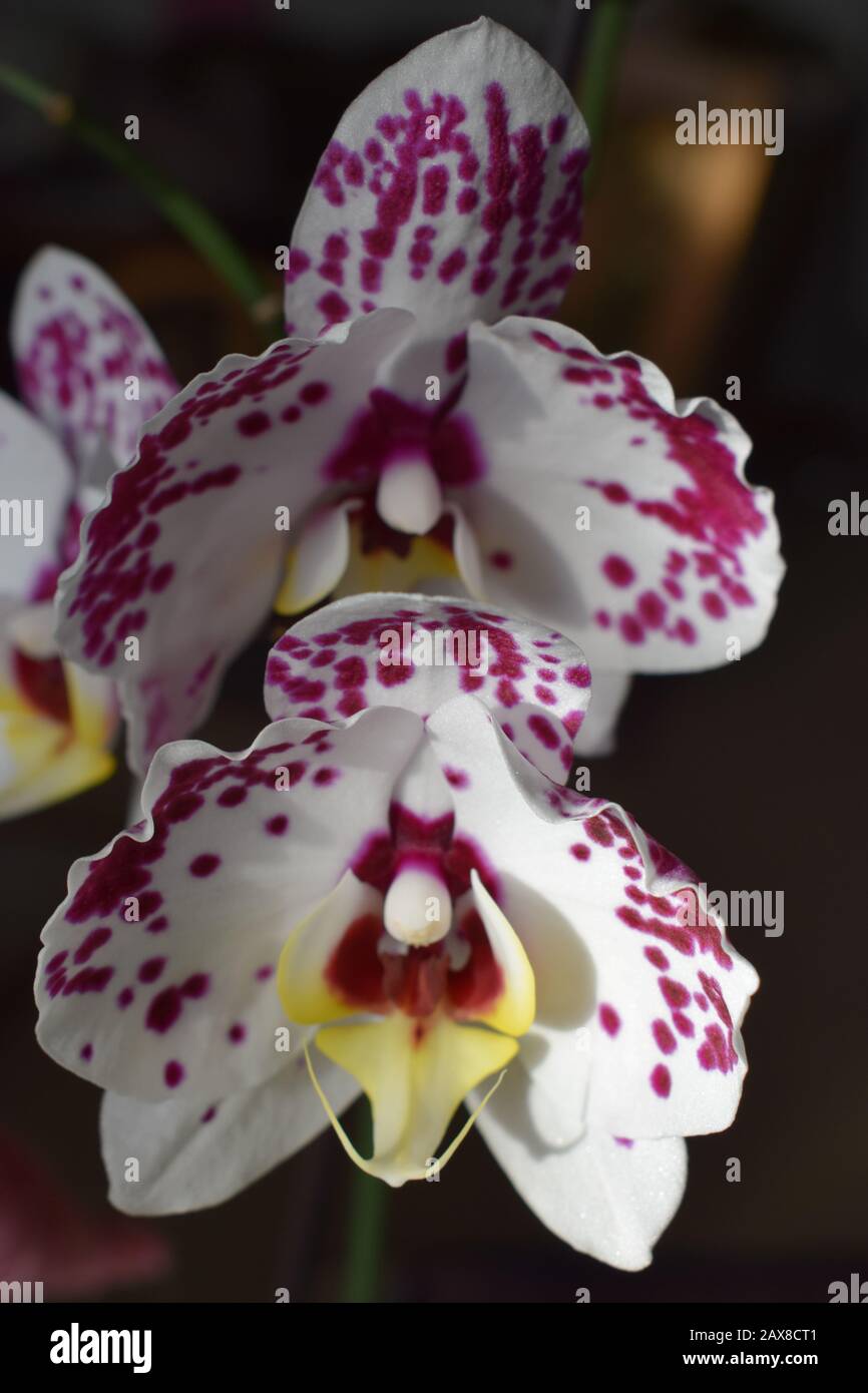 Lila gepunktete weie Orchidee Stockfotografie - Alamy