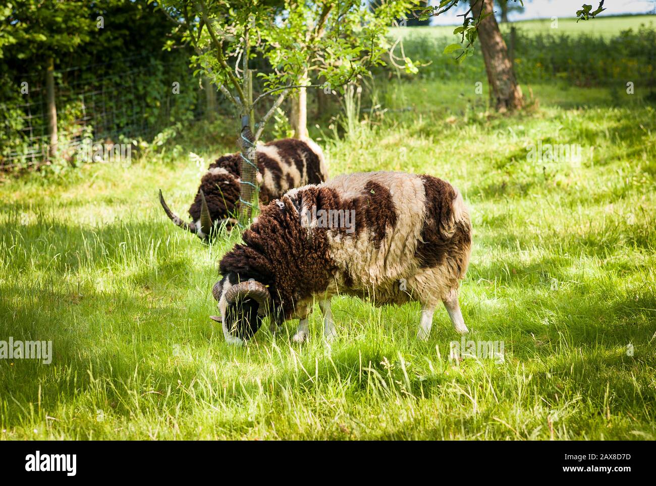 Zwei Jacob Schafe weideten in einem Wildtshire Paddock und zeigten ihre charakteristischen zufällig gemusterten Wollmäntel Stockfoto