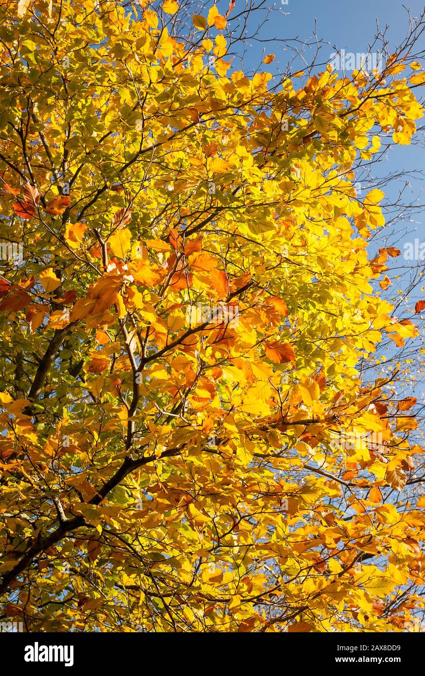 Schöne goldgelbe Blätter an einem englischen buchen im späten Herbst Großbritannien Stockfoto