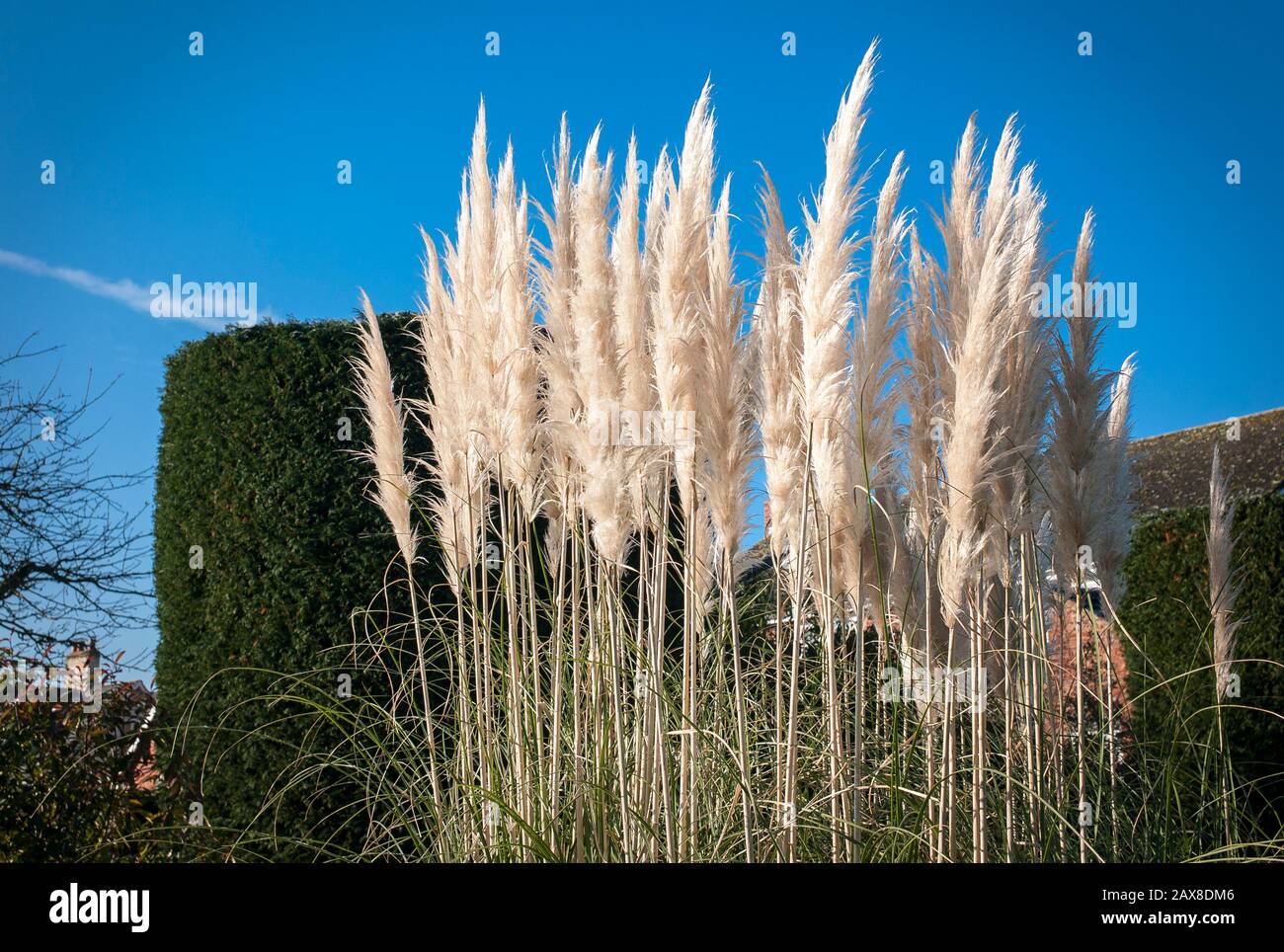 Herrschaftliche cremige weiße Pampas-Gras-Pampas an einem sonnigen Tag in einem englischen Garten Cortaderia selloana. Stockfoto