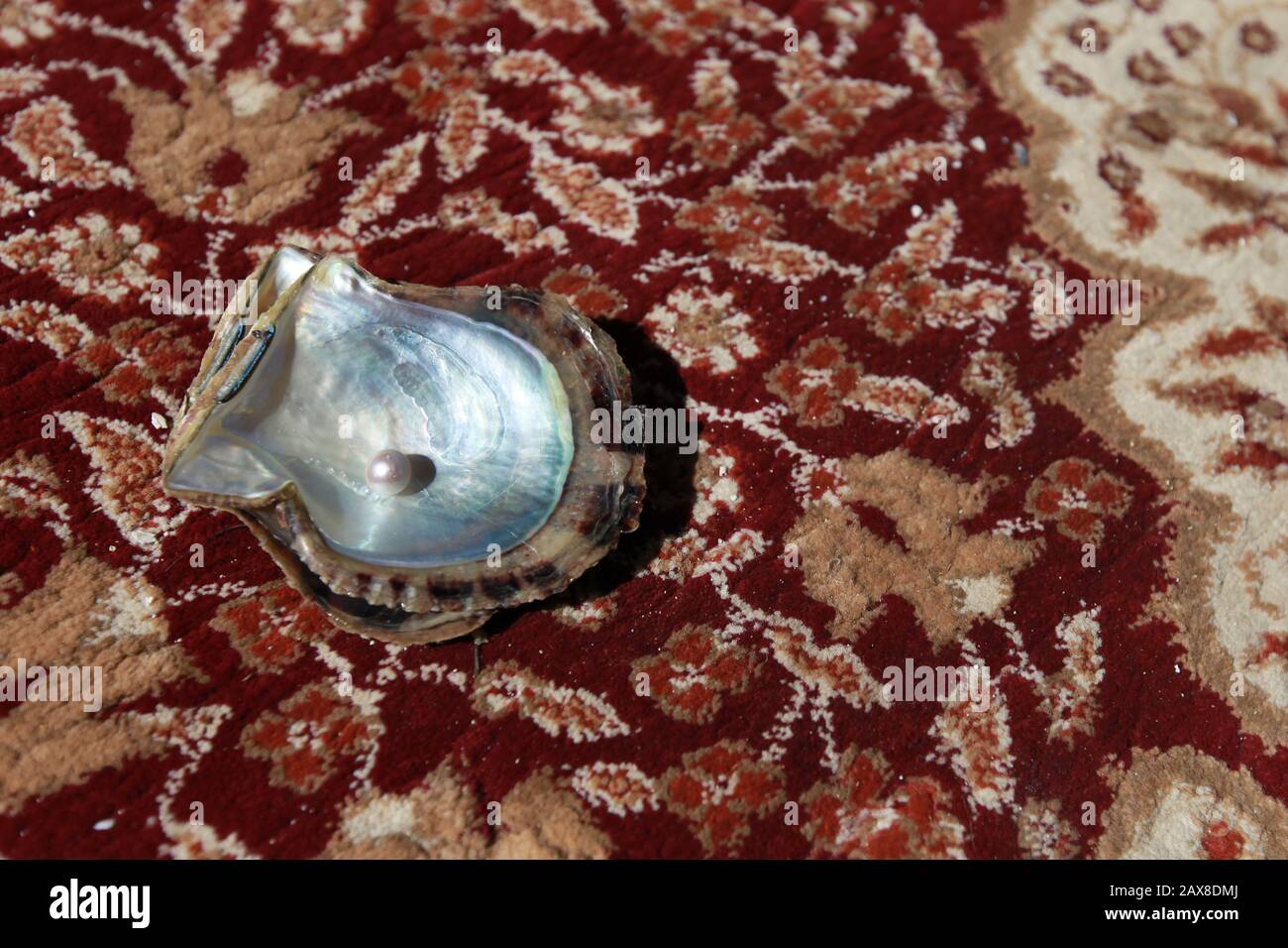 Eine Auster mit Perle in Ras Al Khaimah. Stockfoto