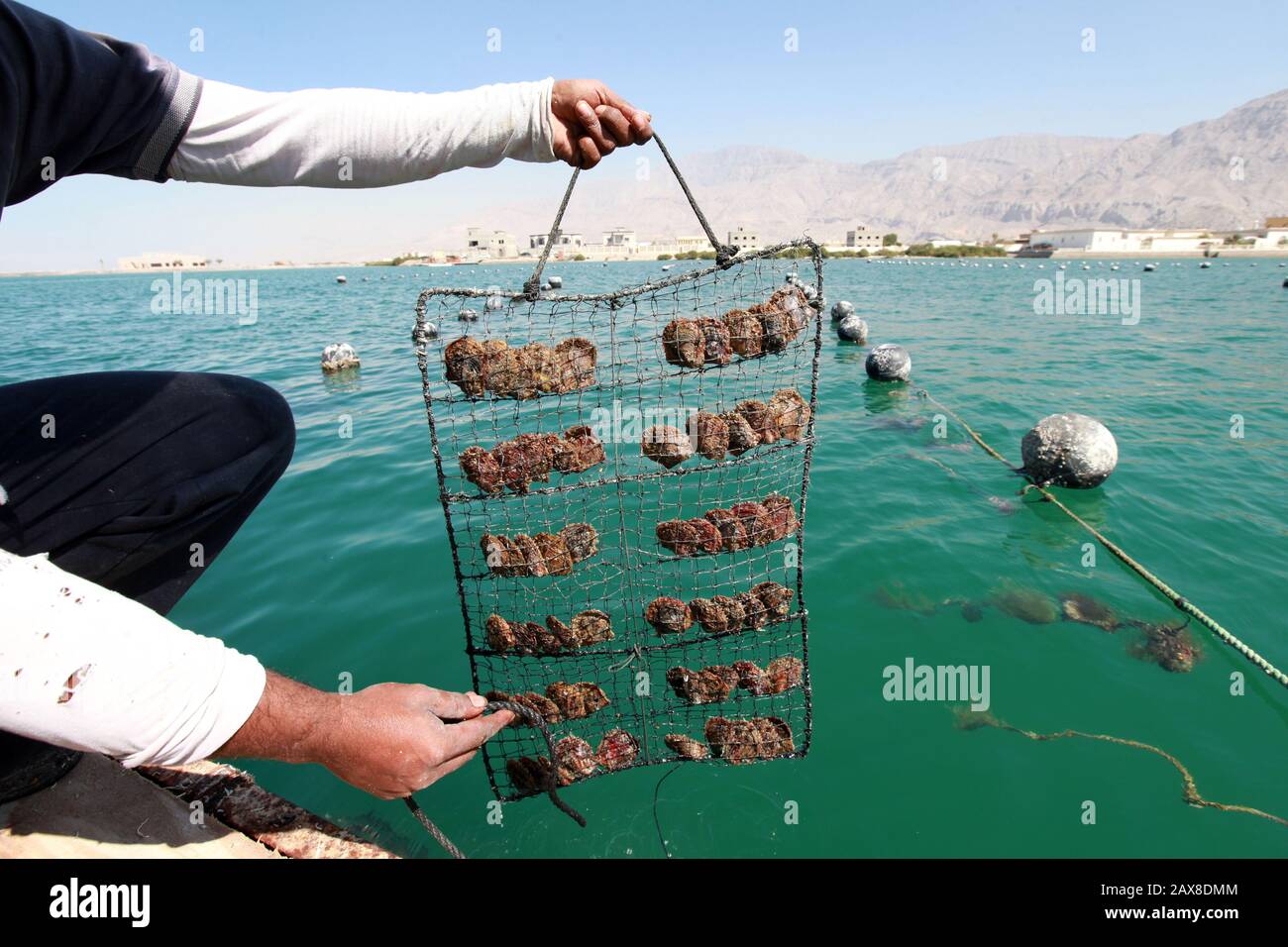 Perlenanbau in Ras Al Khamah. Stockfoto