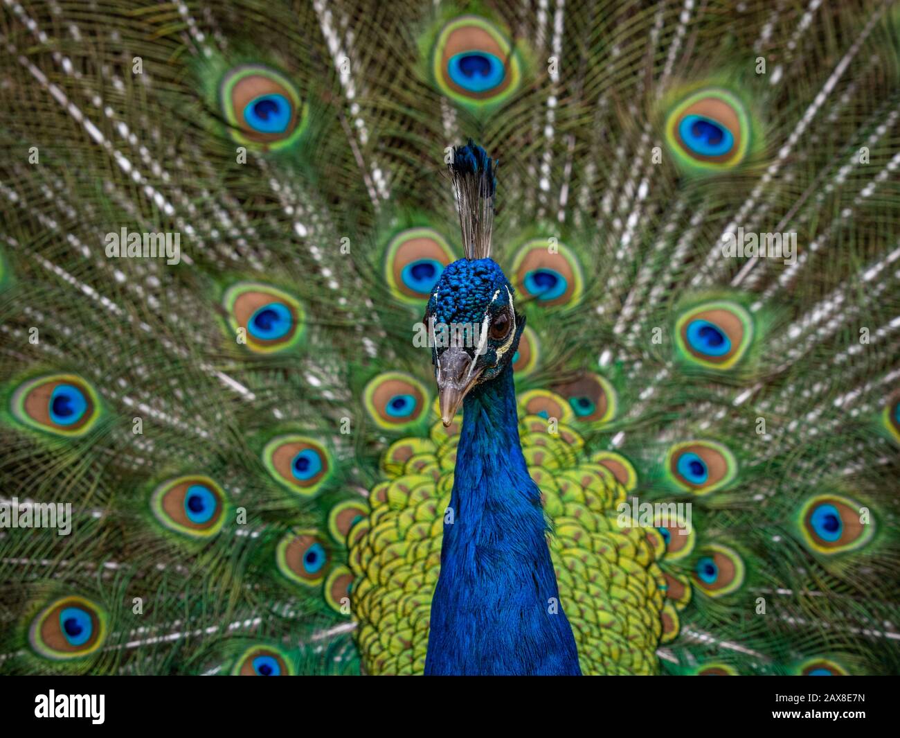 Erwachsener männlicher indischer Pfau ( Pavo Cristatus) mit seinen bunten Federn Stockfoto