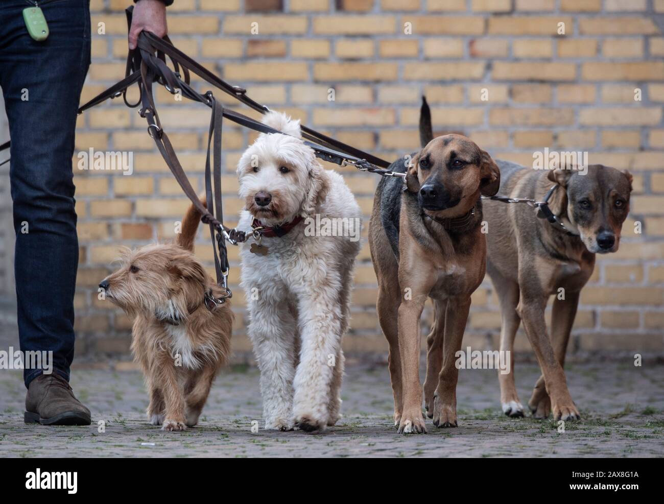 11. Februar 2020, Hessen, Frankfurt am Main: Ein Mann spaziert mehrere Hunde gleichzeitig. Foto: Boris Roessler / dpa Stockfoto