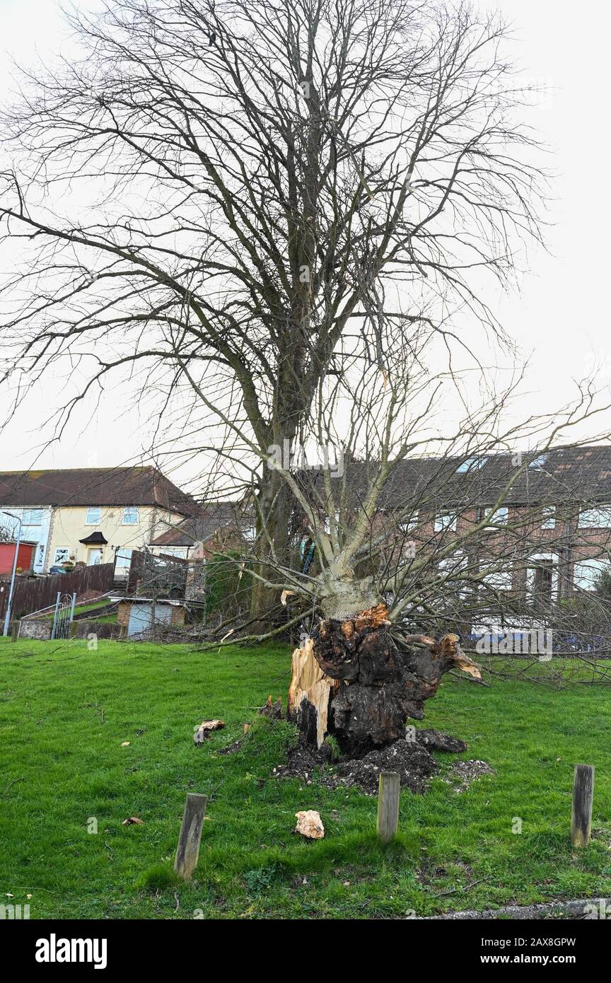 Großer Baum, der während des Storm Ciara UK im Brighton Viertel Hollingbury niederging Stockfoto