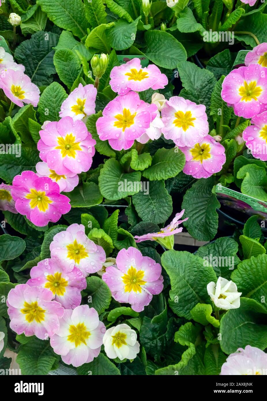 Primula Pflanzen Sorte Acaulis Sweet 16 in einem Gartencenter zum Verkauf bereit für die Frühlingsanpflanzung Stockfoto