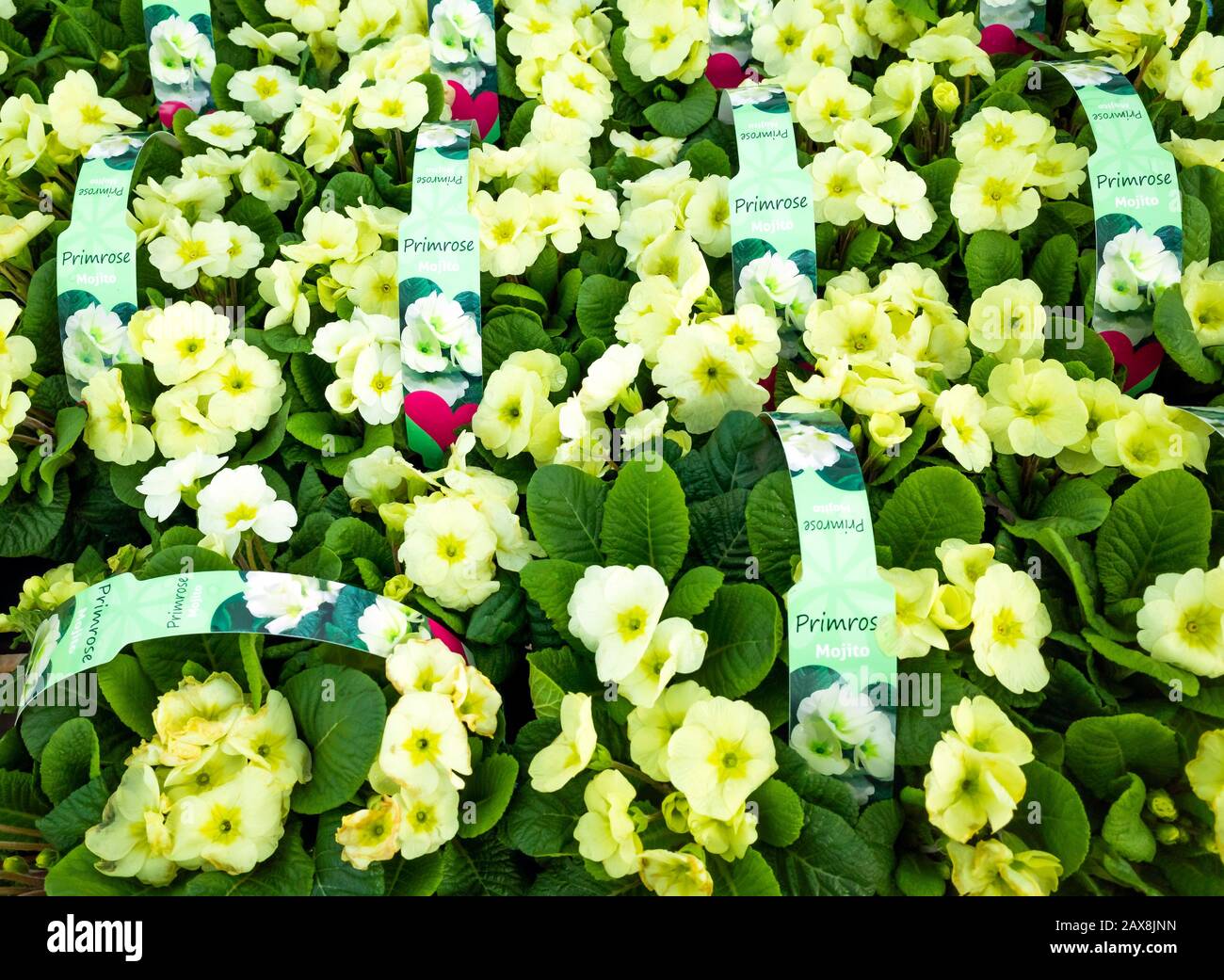 Gelbe Primrose Pflanzensorte Mojito in einem Gartencenter zum Verkauf bereit für die Frühlingsanpflanzung Stockfoto