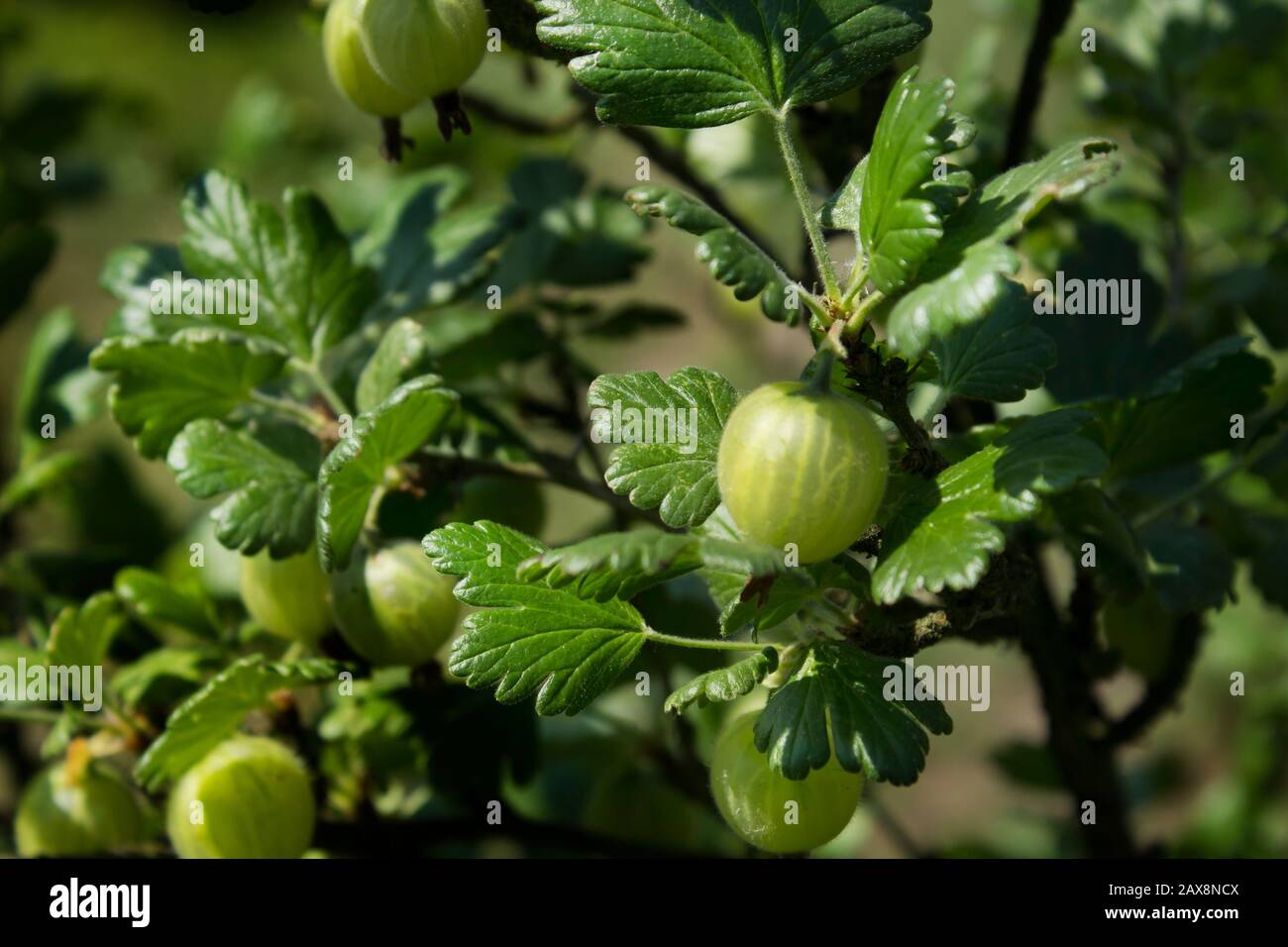 Junge grüne Stachelbeerfrüchte wachsen am Busch zwischen grünen gesunden Blättern. Stockfoto