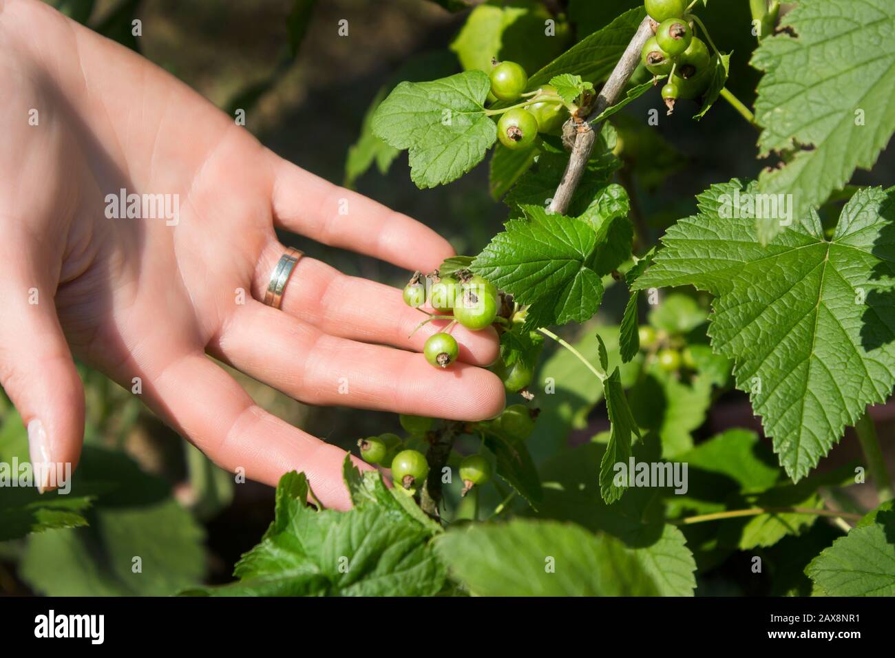 Unreife grüne Johannisbeerfrüchte an der Hand einer Frau gehalten. Stockfoto