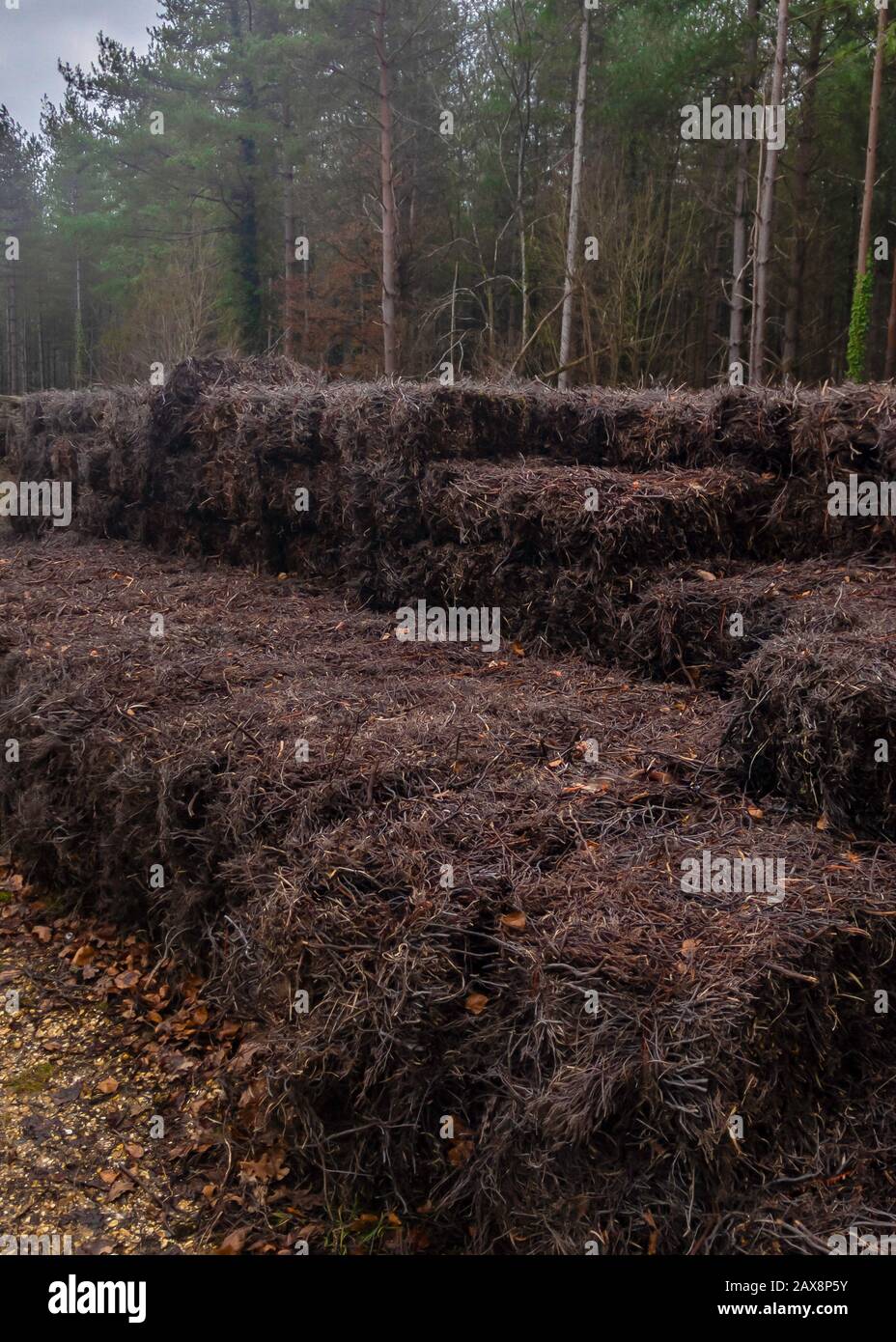 Veritcal Bild von gestapelten Zweigsalmen in einer Waldernte für Bioenergiebäume und Landschaft im Hintergrund Stockfoto
