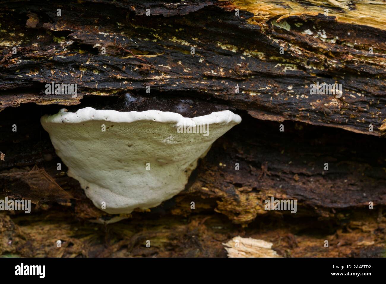 Eine Südliche Halterung (Ganoderma australe) Pilze auf einem verrottendem Holzboden. Stockfoto