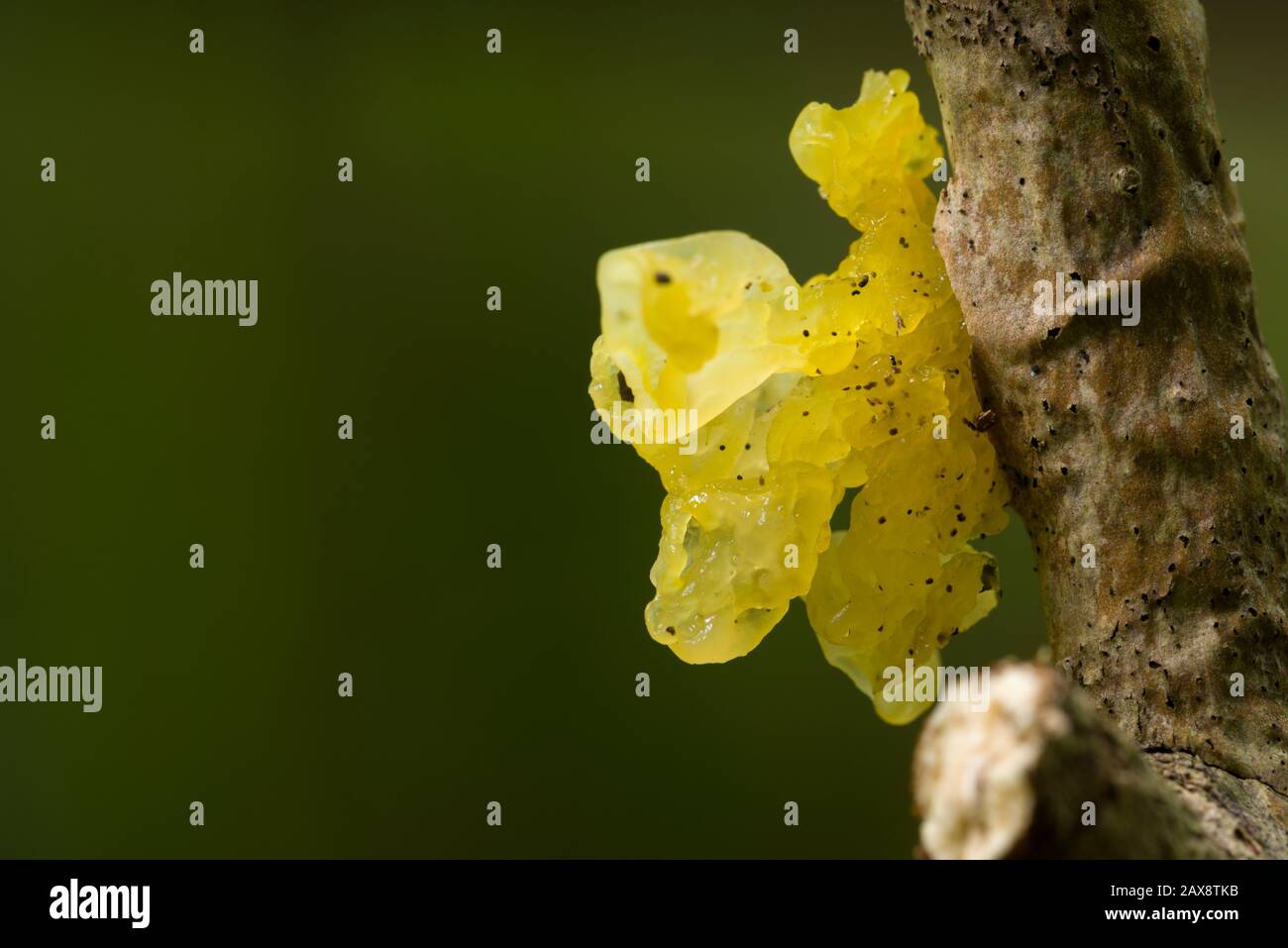 Gelbhirnpilz (Tremella mesenterica) an einem Baumzweig im Spätsommer. Auch bekannt als Goldener Geleitpilz, Gelber Zitterling oder Witches' Butter. Stockfoto