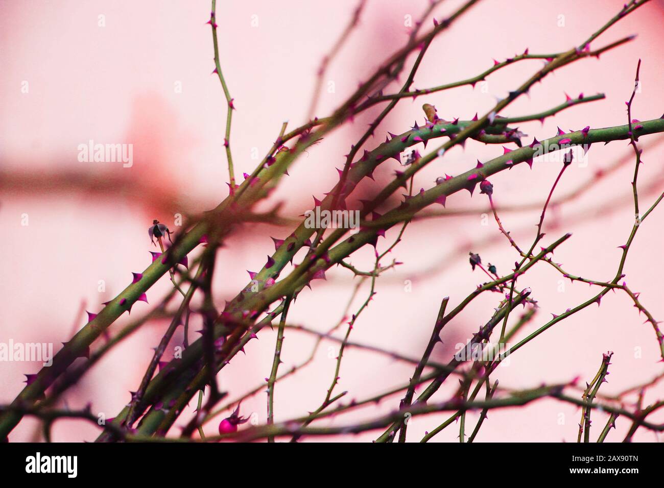 Dog Rose Rosa Canina trockene Zweige mit Dornen Stockfoto