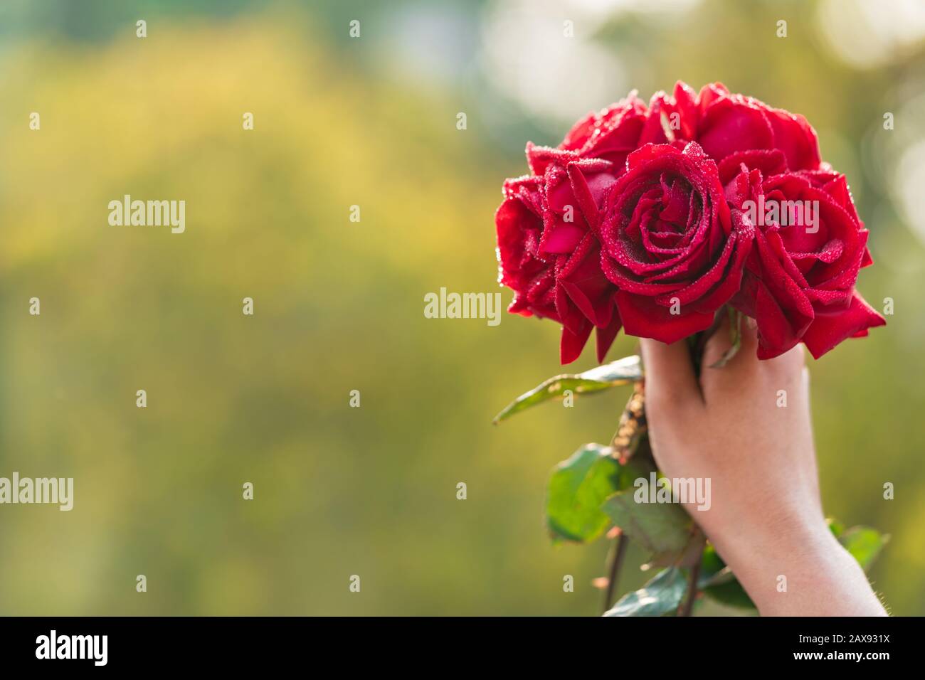 Frau oder weibliche Hand, die einen roten Blumenstrauß auf dem Hintergrund im Freien mit Kopierraum gibt. Konzept für Propose, Valentinstag, Liebespaare, Cover, Banner. Stockfoto