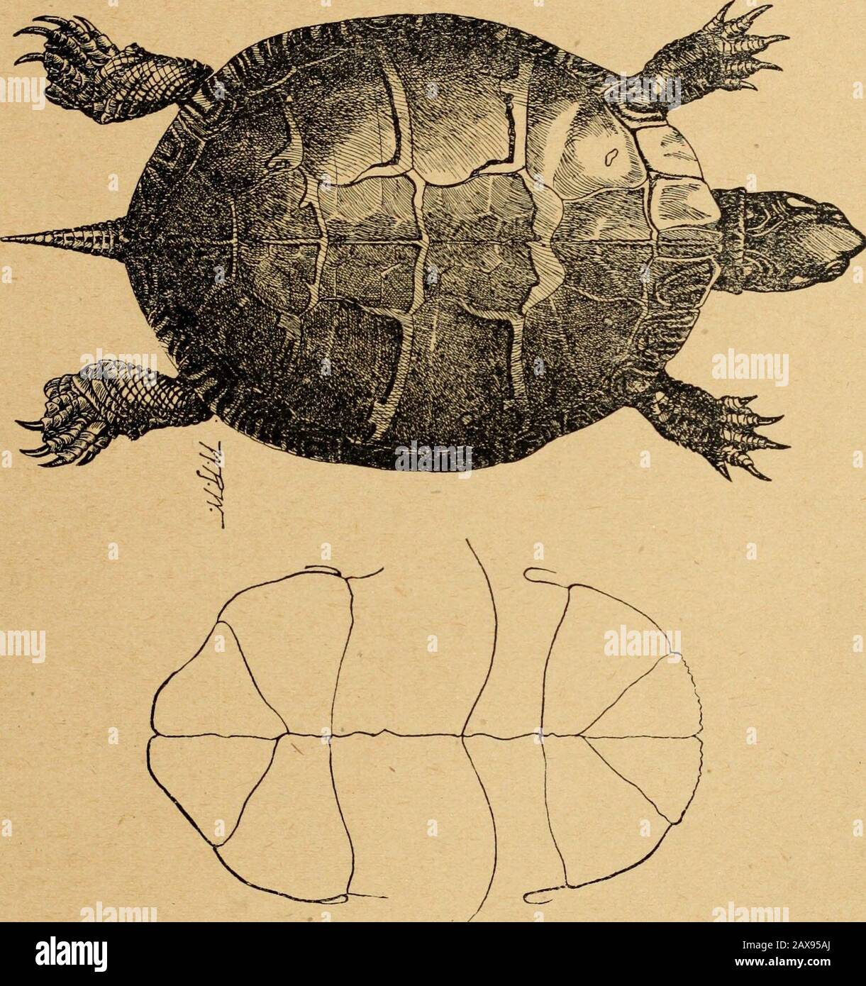 Zoologische Mitteilung der Abteilung Zoologie des Landwirtschaftsministeriums von Pennsylvania. Eine definitive Erklärung, die wir bezüglich seiner Haunts und Gewohnheiten, Eier, jung, Lebensmittel oder wirtschaftlichen Merkmale veröffentlicht haben. Spezies 12, Chrysemys picta (Hermann). Lackierte Schildkröte. Die Bemalte Schildkröte wurde vielfältig als Schlammschildkröte, PondTurtle, Schachbrettschildkröte, Bemalte Terrapin, Gelb-Bauch, Gelb-Bäute Terrapin, Bemalte Schildkröte und Gescheckte Terrapin bezeichnet. Whileit ist eine Schlammschildkröte, dieser Name wird auf mehrere Arten angewendet und es wäre besser, ihn nur für eine Art und damit für avoidconfusio beiseite zu legen Stockfoto